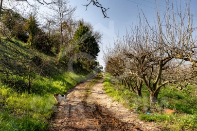 Quinta para Venda em Maiorga