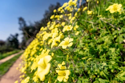 Quinta para Venda em Maiorga