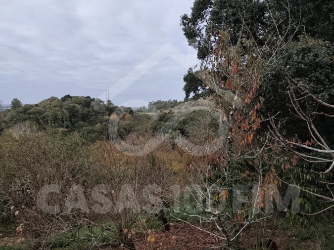 Quinta para Venda em Maiorga Foto 18