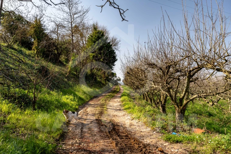 Quinta para Venda em Maiorga Foto 32