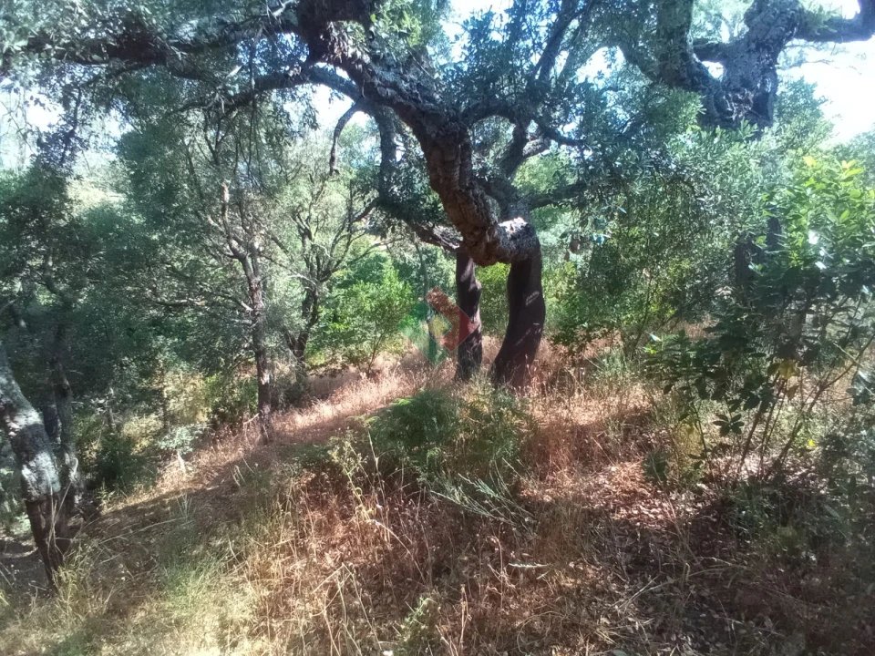Terreno Agricola ou Rústico para Venda em São Salvador da Aramenha Foto 17