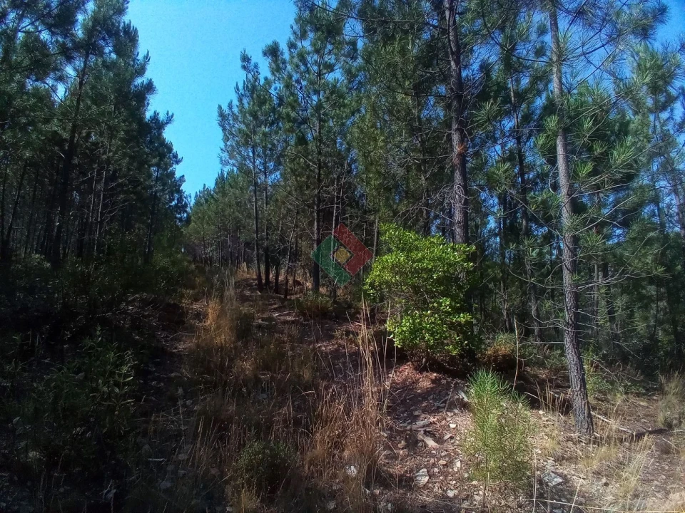 Terreno Agricola ou Rústico para Venda em São Salvador da Aramenha Foto 18
