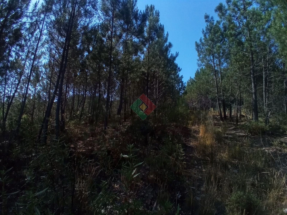 Terreno Agricola ou Rústico para Venda em São Salvador da Aramenha Foto 19