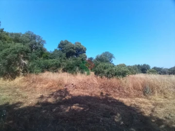 Terreno Agricola ou Rústico para Venda em São Salvador da Aramenha