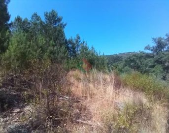 Terreno Agricola ou Rústico para Venda em São Salvador da Aramenha