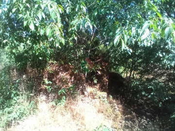 Terreno Agricola ou Rústico para Venda em São Salvador da Aramenha