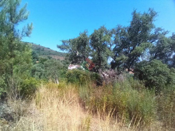 Terreno Agricola ou Rústico para Venda em São Salvador da Aramenha Foto 9