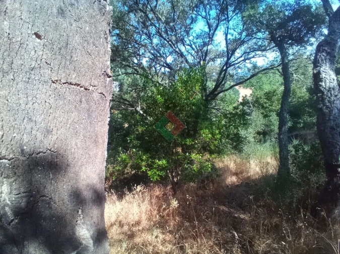 Terreno Agricola ou Rústico para Venda em São Salvador da Aramenha Foto 15