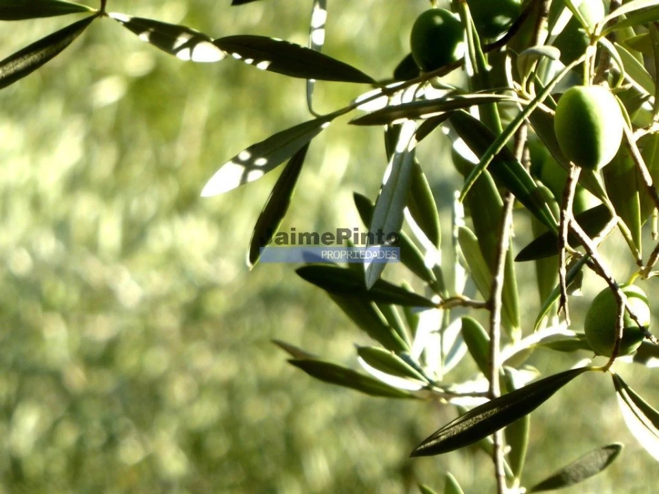 Terreno Agricola ou Rústico para Venda em Figueira de Castelo Rodrigo Foto 5