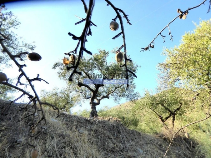 Terreno Agricola ou Rústico para Venda em Figueira de Castelo Rodrigo Foto 4