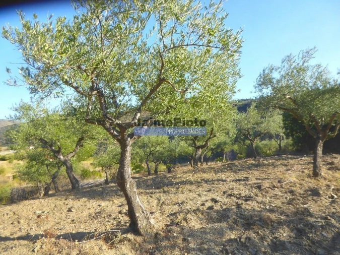 Terreno Agricola ou Rústico para Venda em Figueira de Castelo Rodrigo Foto 8