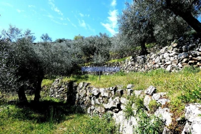 Terreno Agricola ou Rústico para Venda em Pombal