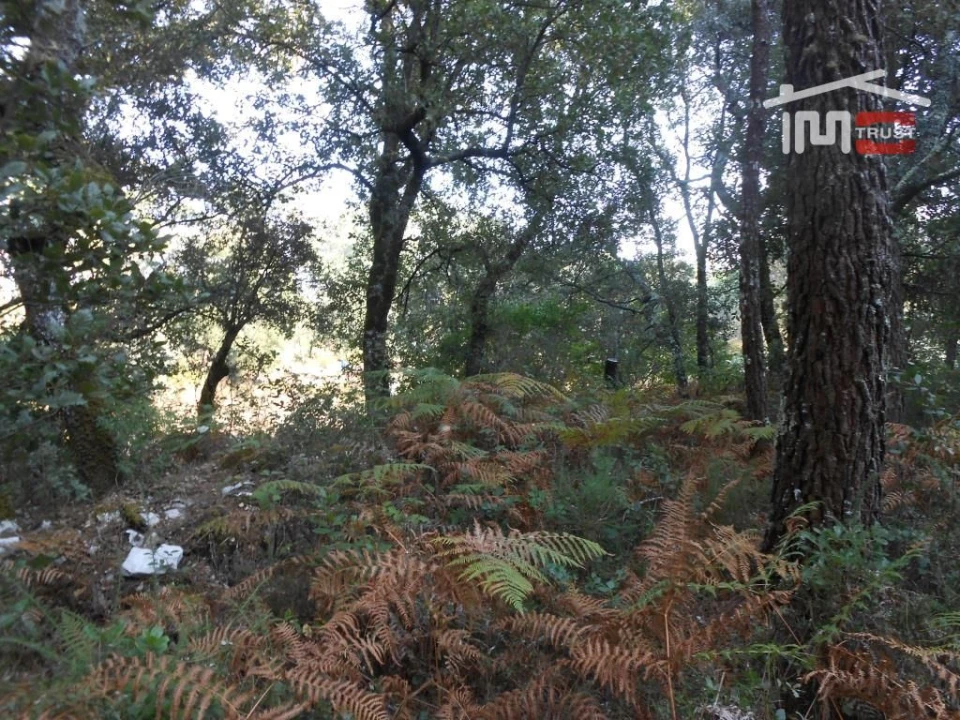 Terreno Agricola ou Rústico para Venda em Fatima Foto 5