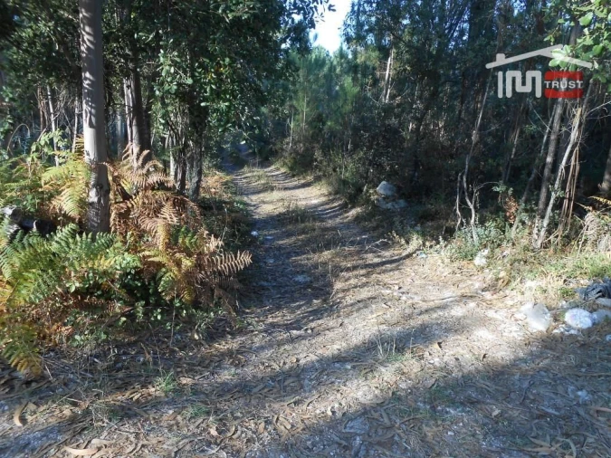 Terreno Agricola ou Rústico para Venda em Fatima Foto 2