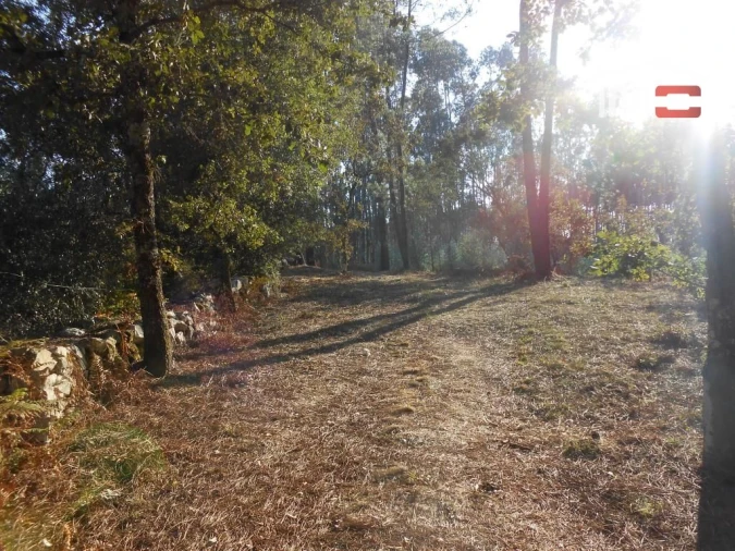Terreno Agricola ou Rústico para Venda em Fatima Foto 7