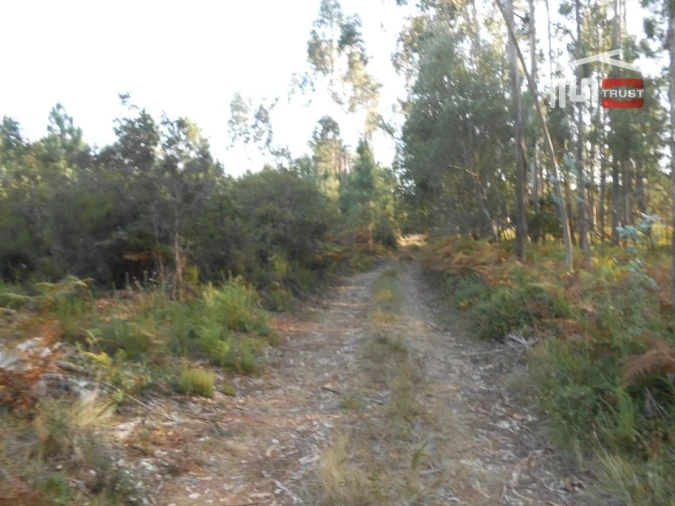Terreno Agricola ou Rústico para Venda em Fatima Foto 8