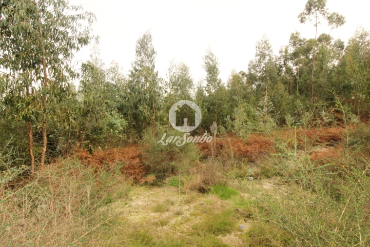 Terreno Agricola ou Rústico para Venda em São Gens Foto 13
