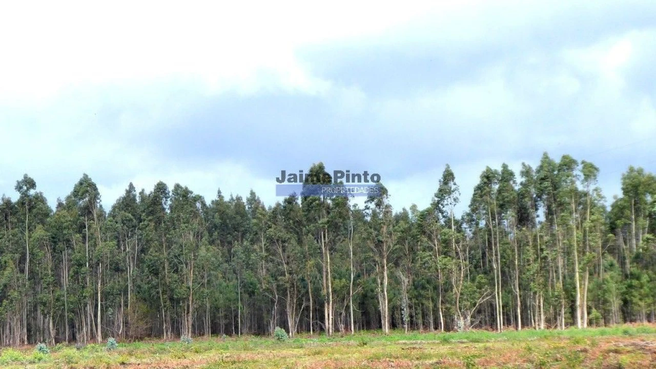 Terreno Agricola ou Rústico para Venda em Albergaria-A-Velha e Valmaior Foto 2