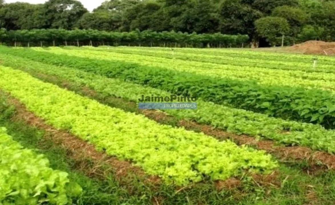 Terreno Misto para Venda em Loule (São Clemente) Foto 1