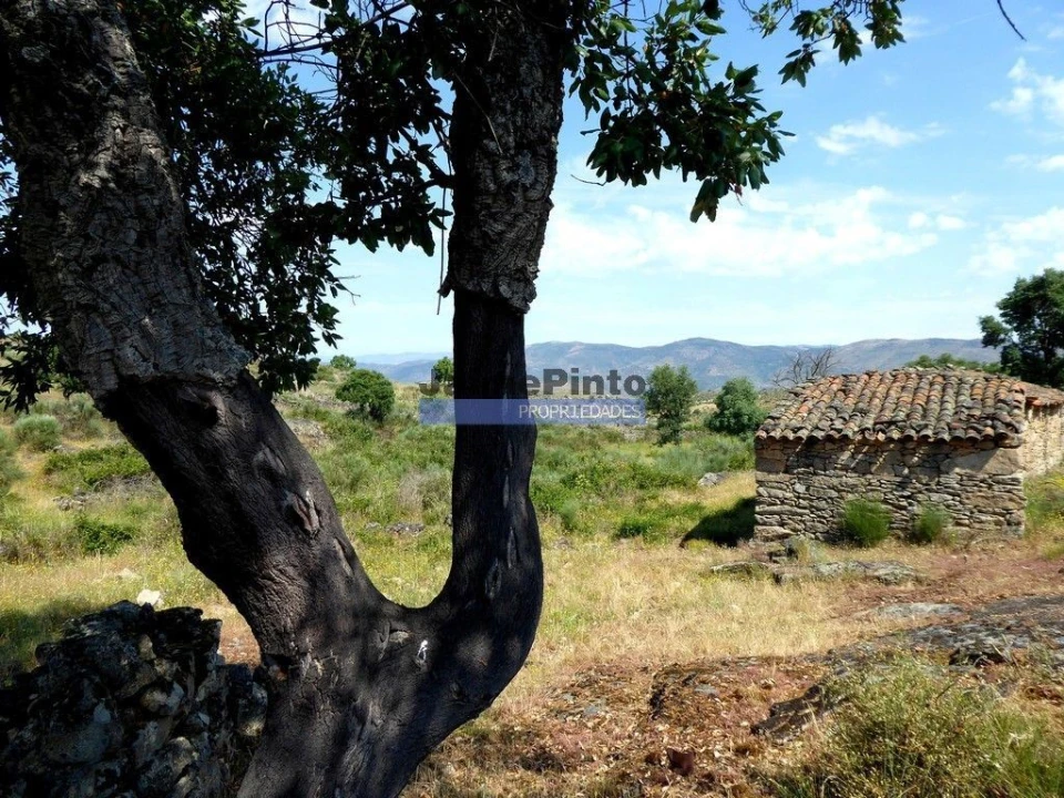 Terreno Misto para Venda em Figueira de Castelo Rodrigo Foto 6