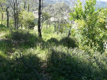 Terreno para Venda em Caniçada e Soengas
