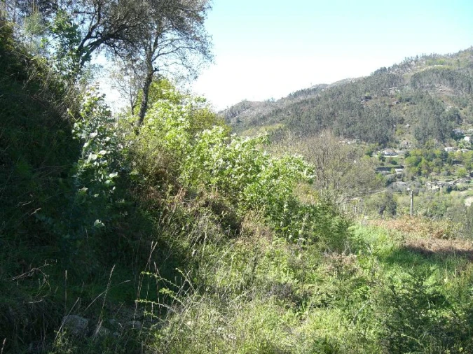 Terreno para Venda em Caniçada e Soengas Foto 14