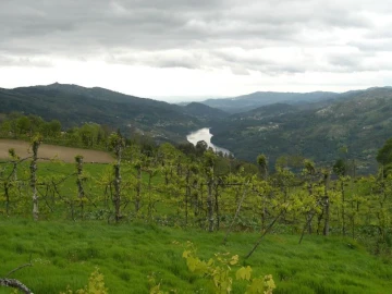 Terreno para Venda em Caniçada e Soengas