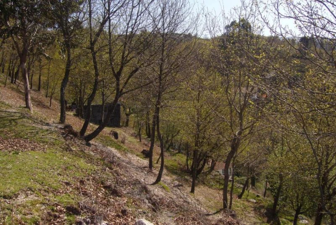 Negócio para Venda em Cantelães Foto 7