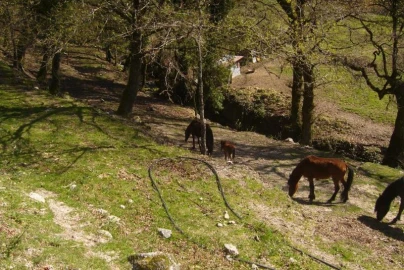 Terreno Agricola ou Rústico para Venda em Cantelães