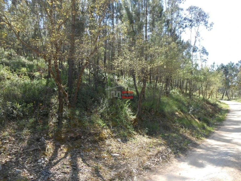Terreno Misto para Venda em São Mamede Foto 3