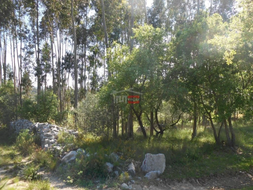 Terreno Misto para Venda em São Mamede Foto 11
