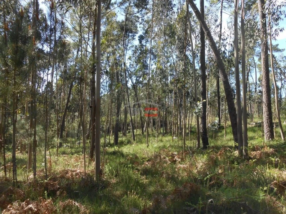 Terreno Misto para Venda em São Mamede Foto 13