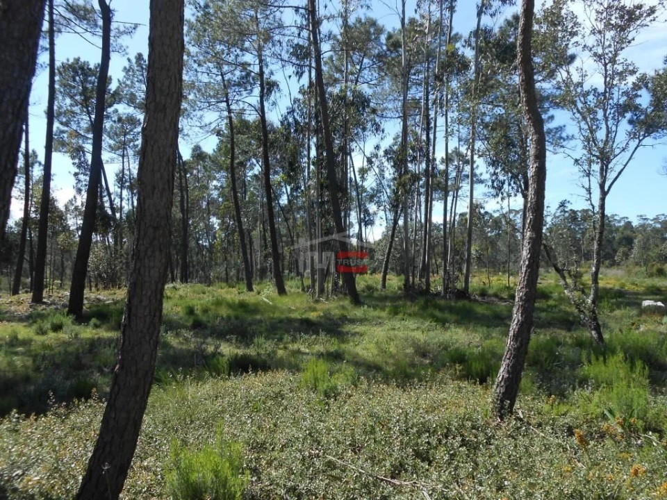 Terreno Misto para Venda em São Mamede Foto 16