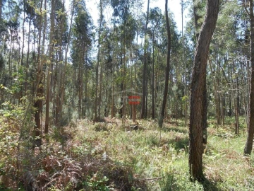 Terreno Misto para Venda em São Mamede