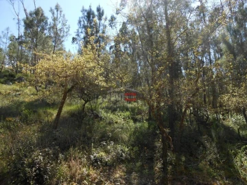 Terreno Misto para Venda em São Mamede