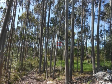 Terreno Misto para Venda em São Mamede