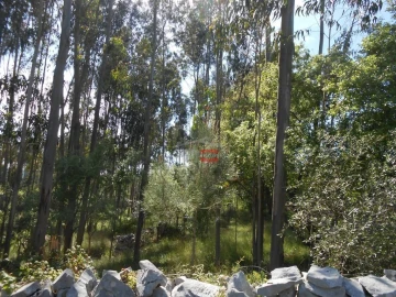 Terreno Misto para Venda em São Mamede