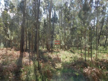 Terreno Misto para Venda em São Mamede
