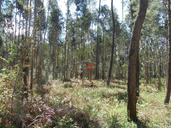 Terreno Misto para Venda em São Mamede