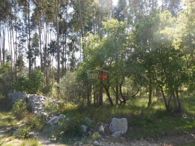Terreno Misto para Venda em São Mamede Foto 11