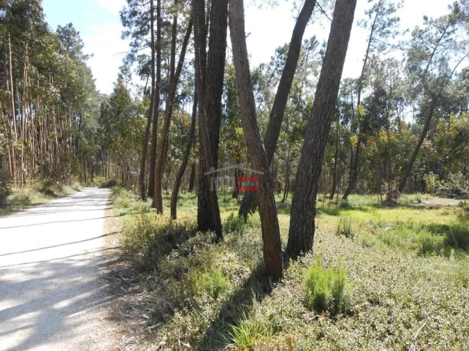 Terreno Misto para Venda em São Mamede Foto 18