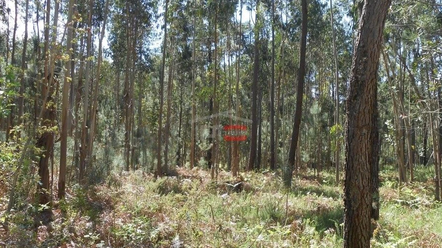Terreno Misto para Venda em São Mamede