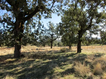 Terreno Agricola ou Rústico para Venda em São Salvador da Aramenha