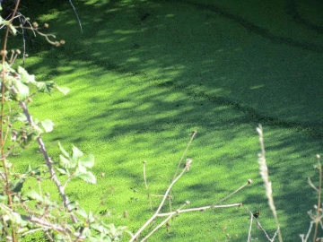 Terreno Agricola ou Rústico para Venda em São Salvador da Aramenha
