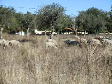 Terreno Agricola ou Rústico para Venda em São Salvador da Aramenha