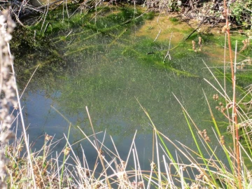 Terreno Agricola ou Rústico para Venda em São Salvador da Aramenha