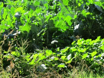 Terreno Agricola ou Rústico para Venda em São Salvador da Aramenha
