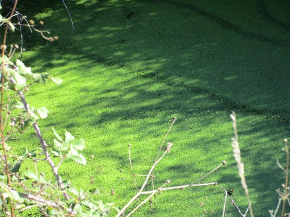 Terreno Agricola ou Rústico para Venda em São Salvador da Aramenha Foto 7