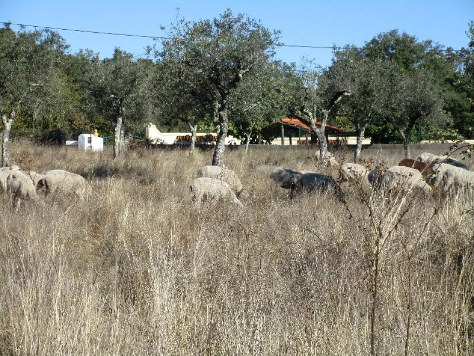 Terreno Agricola ou Rústico para Venda em São Salvador da Aramenha Foto 8
