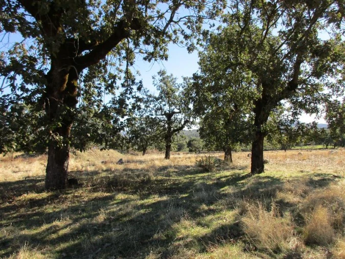Terreno Agricola ou Rústico para Venda em São Salvador da Aramenha Foto 2